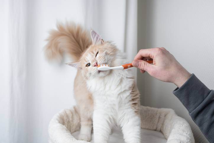 Как почистить зубы кошке в домашних условиях