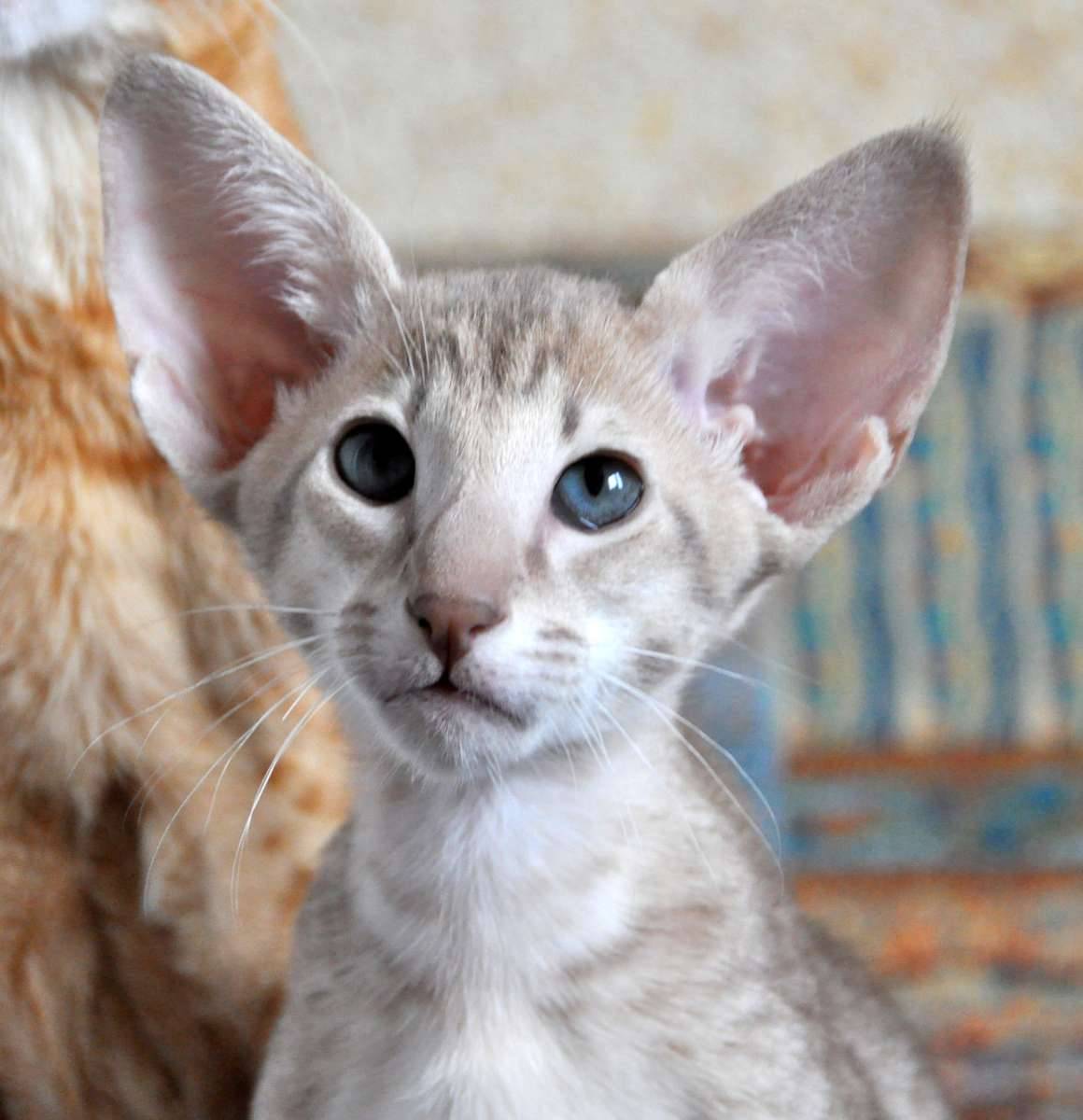 Ориентальная кошка породы кошек характер. Порода Ориентал. Ориентальная кошка. Коты породы Ориентал. Ориентальная короткошерстная.