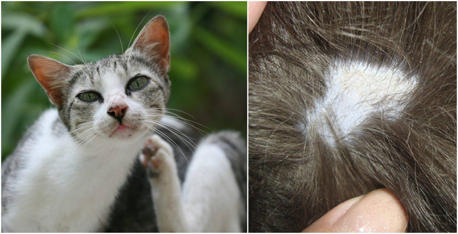 Власоеды у кошек: фото, симптомы, лечение, как обработать от эктопаразитов