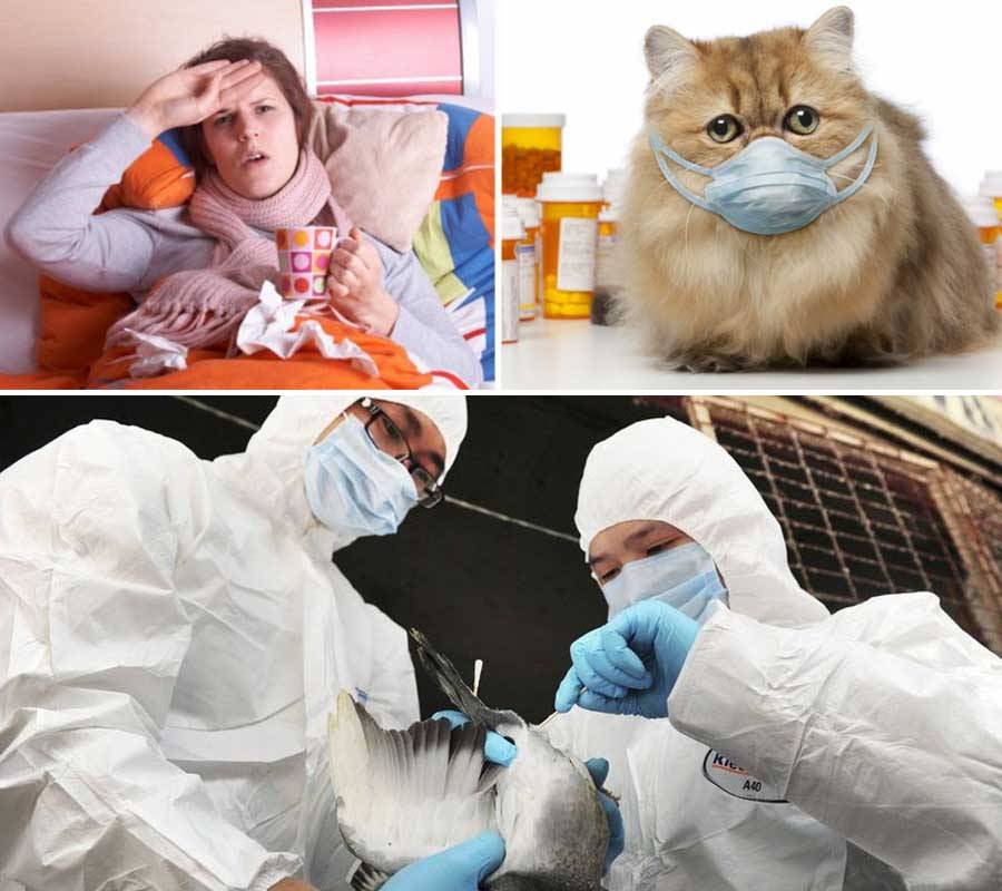 Простуда у кошек: может ли заразиться от человека и заразить его, какие симптомы, признаки и способы лечения в домашних условиях