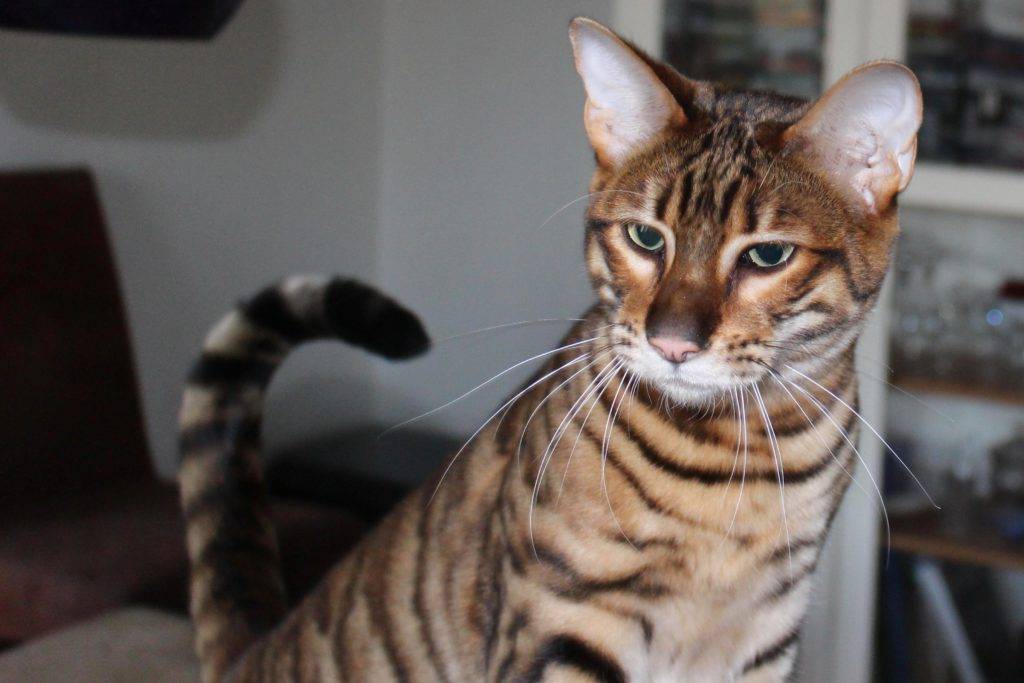 Тигровая кошка: описание породы, как выглядит