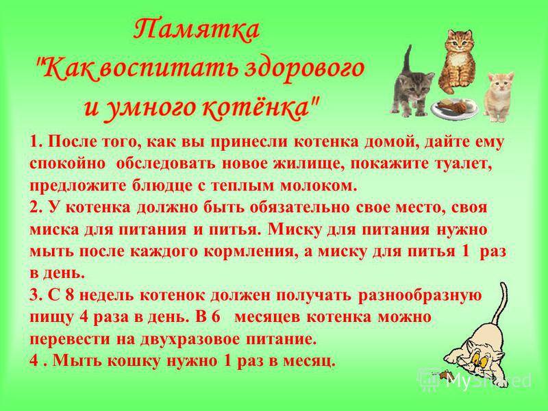 Советы по воспитанию котенка