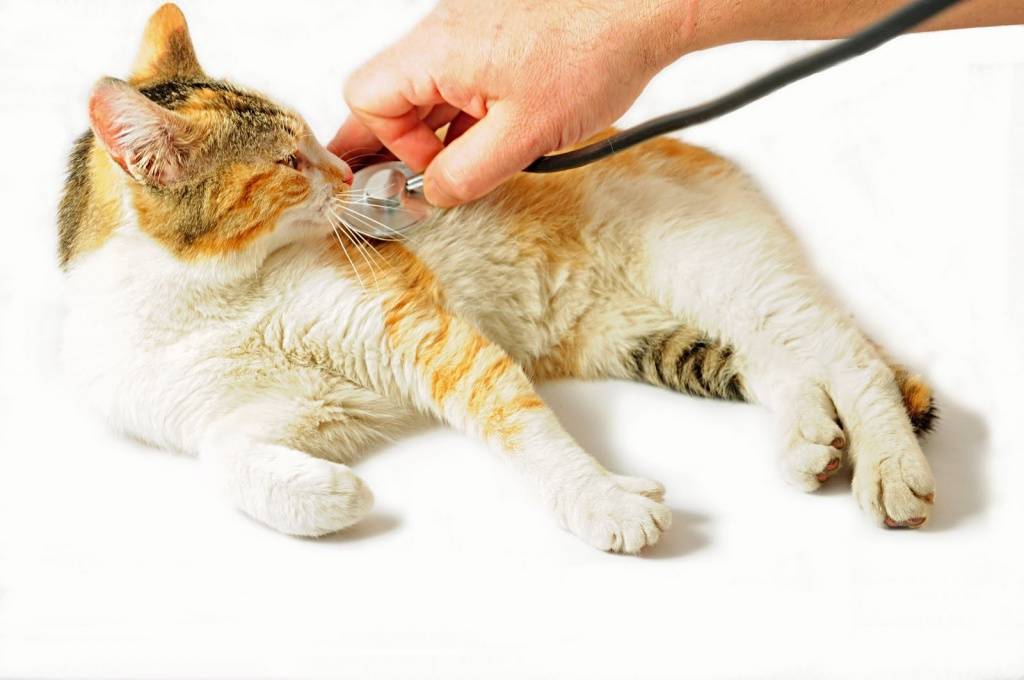 Ложная беременность у кошек: симптомы, лечение, как определить и что делать
