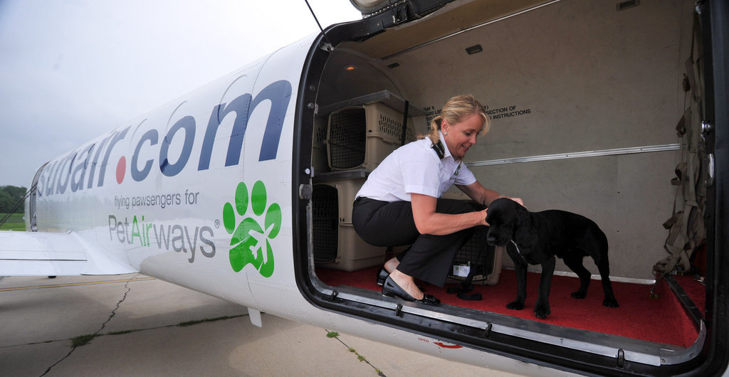 Собака в самолёте: как перевозить и что для этого нужно