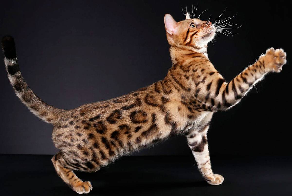 Бенгальская кошка: порода, описание, характеристики, размер домашней особи, история, как выглядит взрослая и котенок