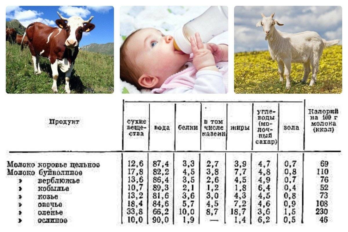 Козье молоко можно новорожденным. Как разбавить коровье молоко для грудного ребенка 2 месяца. Как разбавить коровье молоко для грудного ребенка 1 месяц. Как разводить коровье молоко для грудного ребенка 6 месяцев. Как разводить коровье молоко для грудного ребенка 4 месяца.
