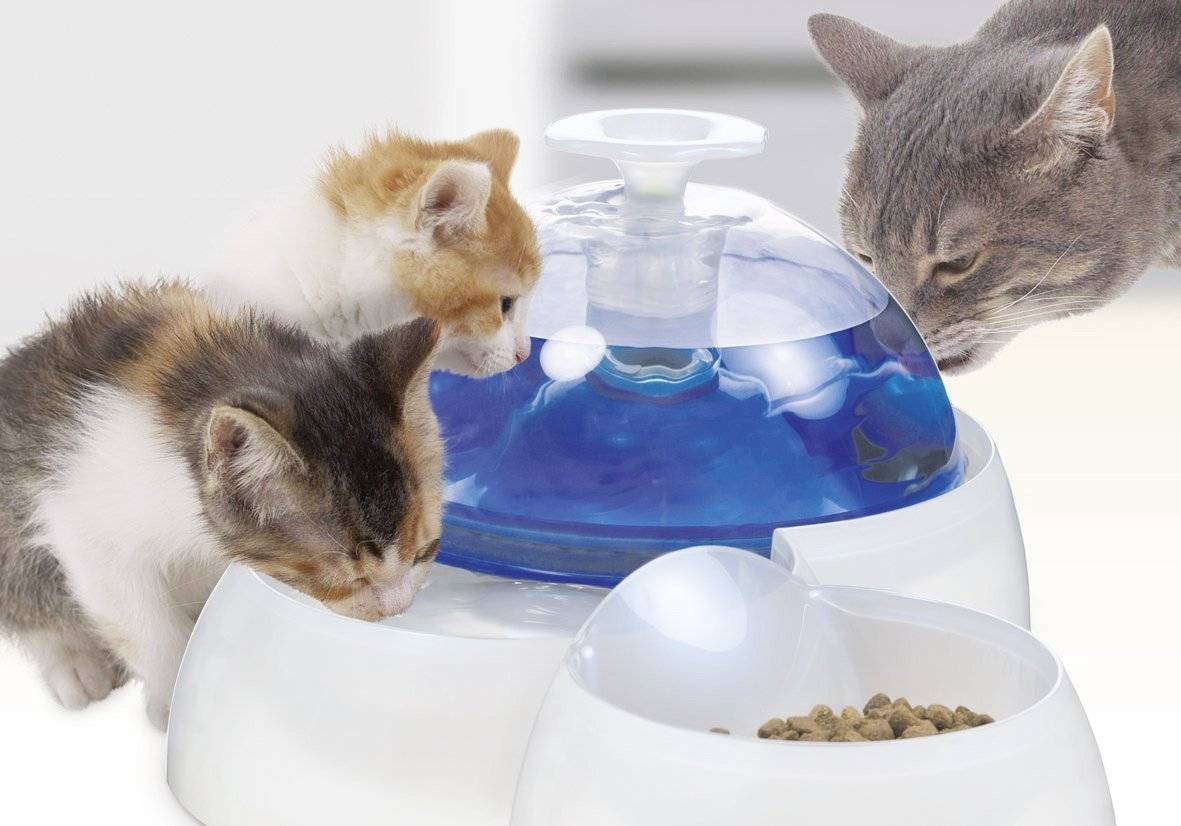 Как приучить котенка пить воду?