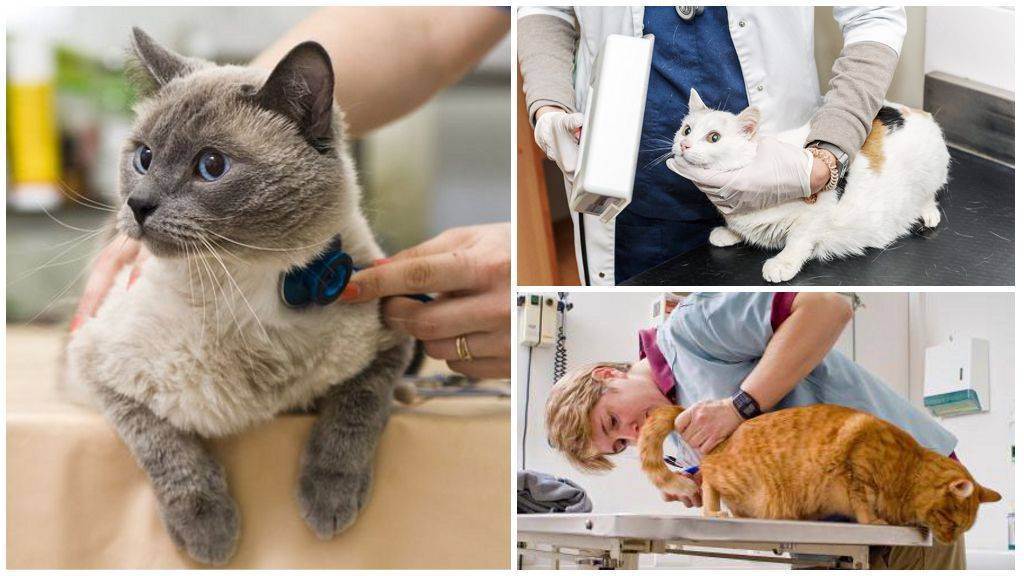 Чумка у кошек: симптомы и лечение в домашних условиях, опасность для человека