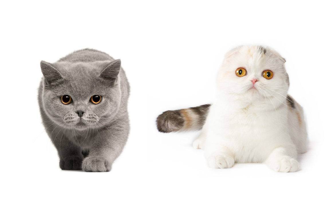 Вислоухие котята-шотландцы и короткошерстные британцы: сходства и различия двух родственных пород