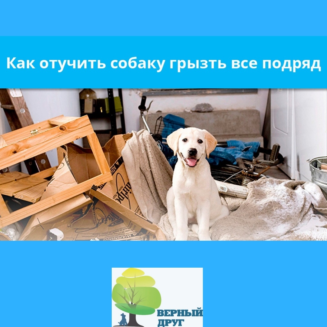 Народные приметы про собак – если укусила, почему роет ямы во дворе, валяется на спине