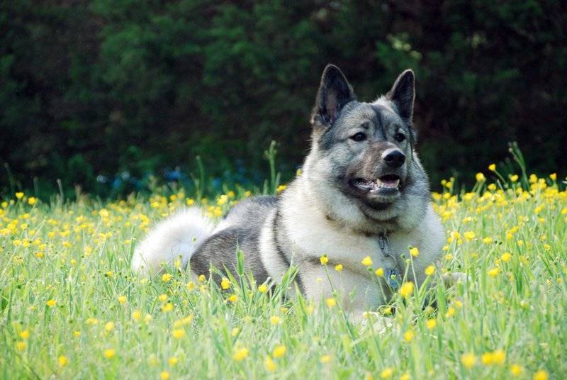 Описание породы собак норвежский элкхаунд с отзывами и фото