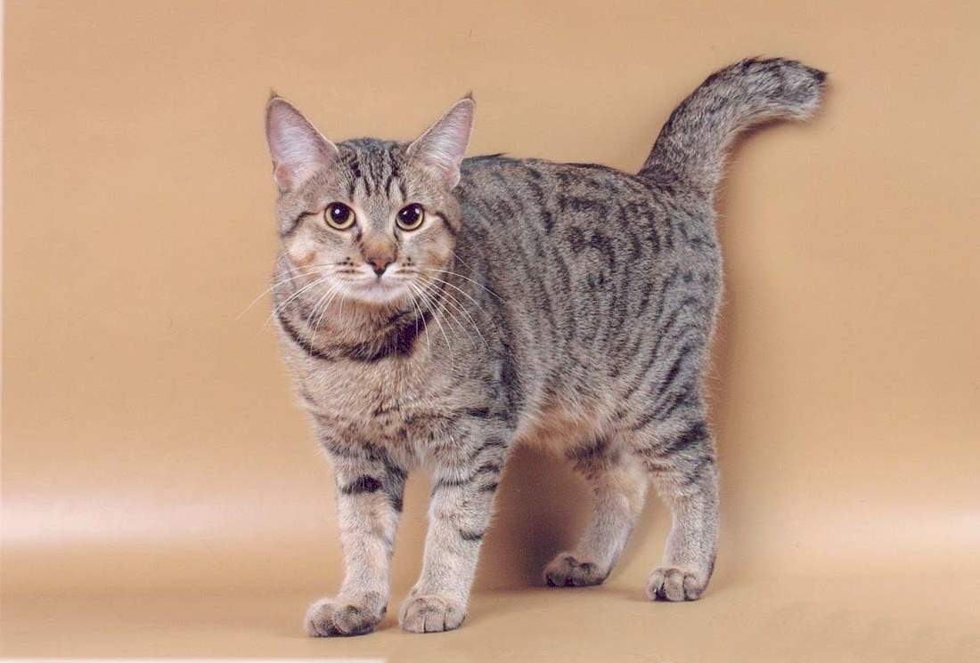 Загадочный пикси-боб: порода кошек, похожих на рысь