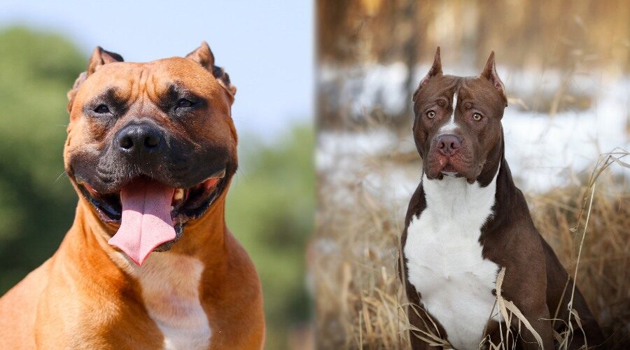 Американский стаффордширский терьер: все о собаке, характеристика, описание породы, фото