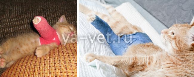 Ушиб лапы у кота - симптомы, лечение, определение - kotiko.ru