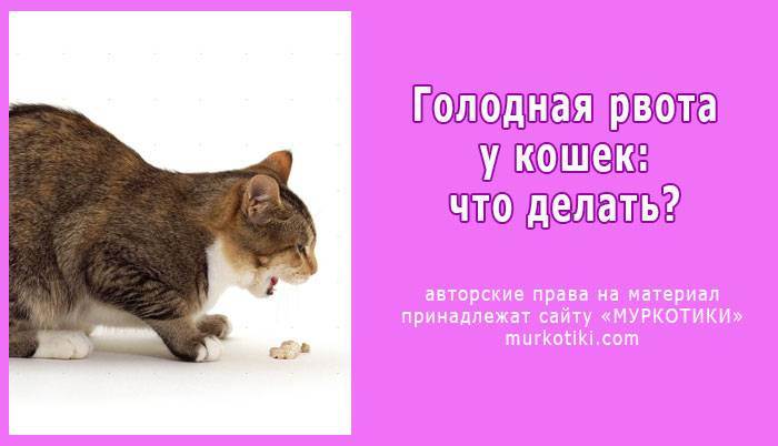 Рвота у кошки: причины, лечение, первая помощь, профилактика | 
ветеринарная служба владимирской области