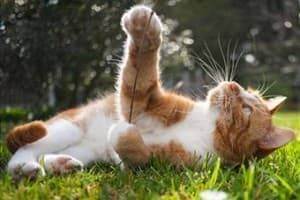 Авитаминоз у кошек: симптомы и лечение