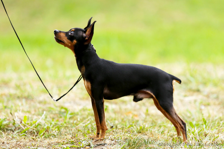 Всё о породе пражский крысарик (ратлик): история и стандарты породы, характер собаки, уход, содержание