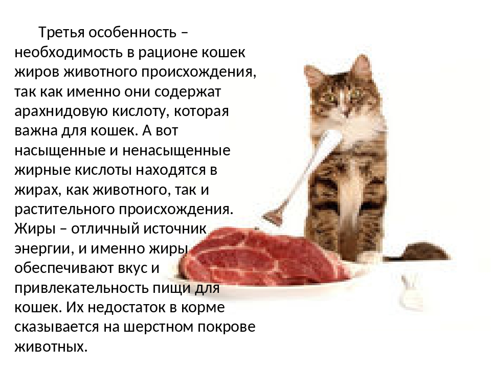 Можно ли кошке сырое мясо – советы и рекомендации