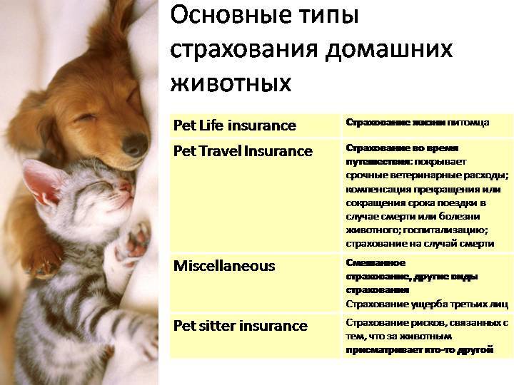 Страхование собак в россии