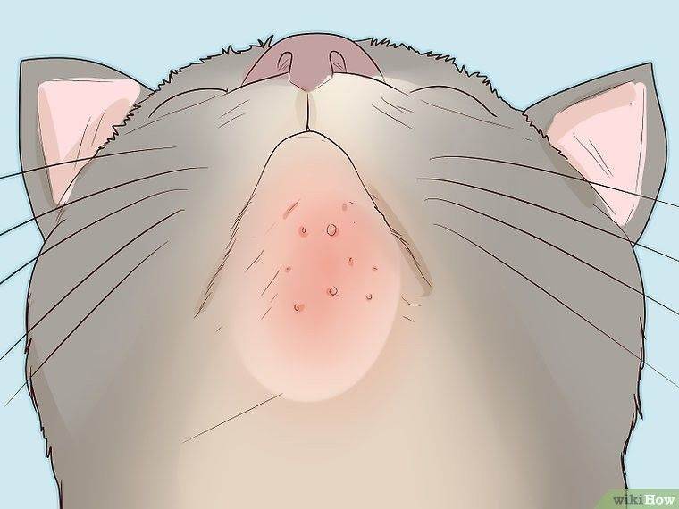 Акне у кошек — инструкция по лечению угревой сыпи на подбородке кошки в домашних условиях