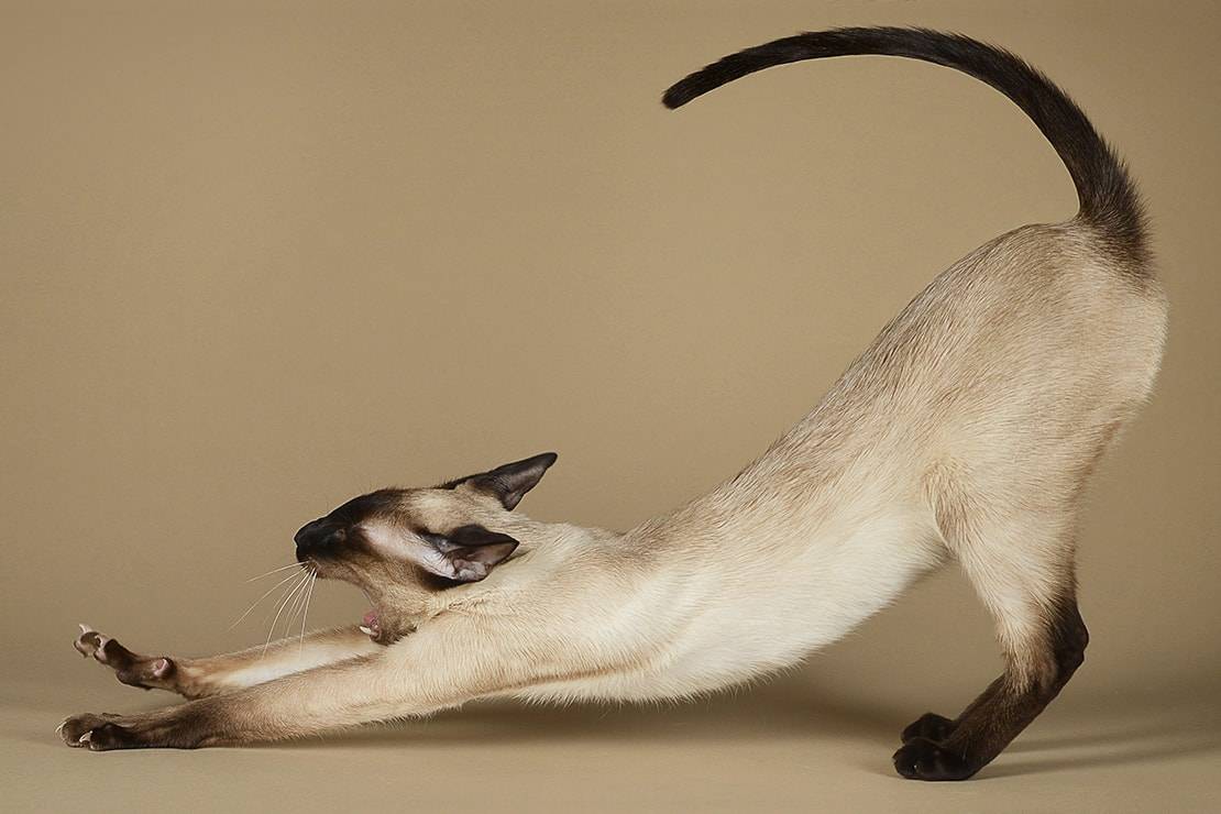Сколько лет живут сиамские коты? — о животных на чистоту
