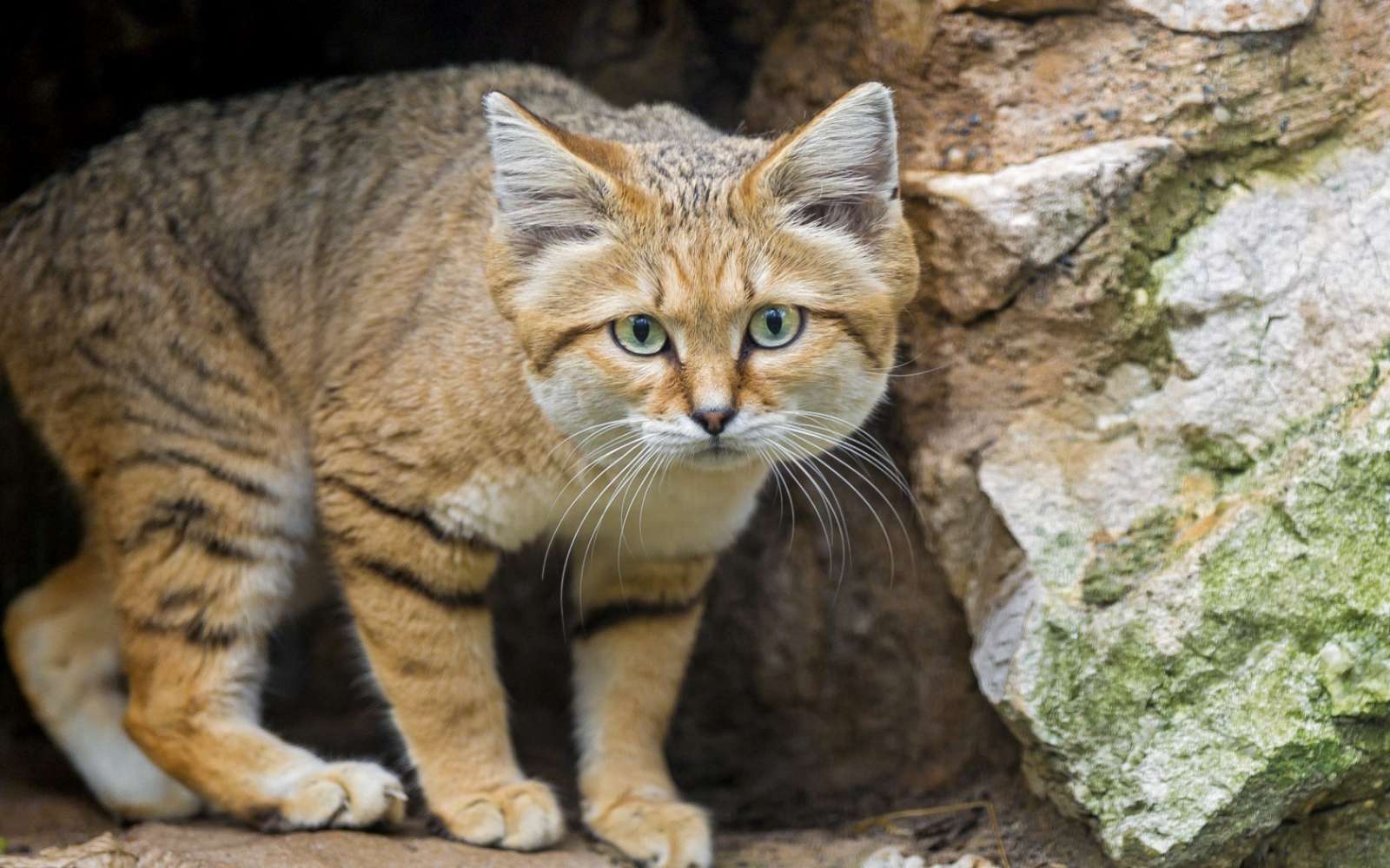 Барханный кот, маленький воин пустыни - барханный кот, песчаный кот, разновидности, ареал обитания, образ жизни, размножение, истребление