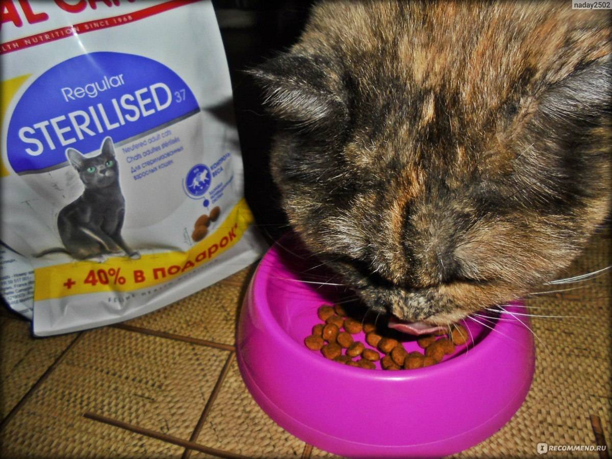 Почему кошка не ест сухой корм или перестала это делать
