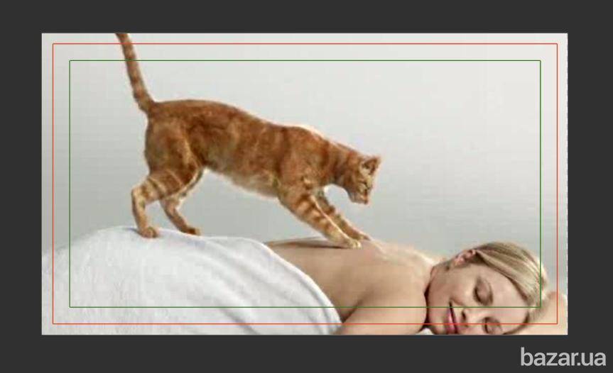 Кошачий «массаж». почему коты любят топтать лапками? | животные | школажизни.ру