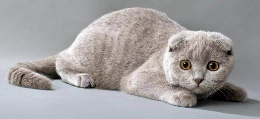 Шотландская вислоухая кошка - описание, характер и уход за породой