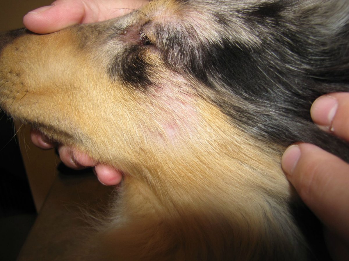 Демодекоз у собак: причины, симптомы, методы лечения и профилактика