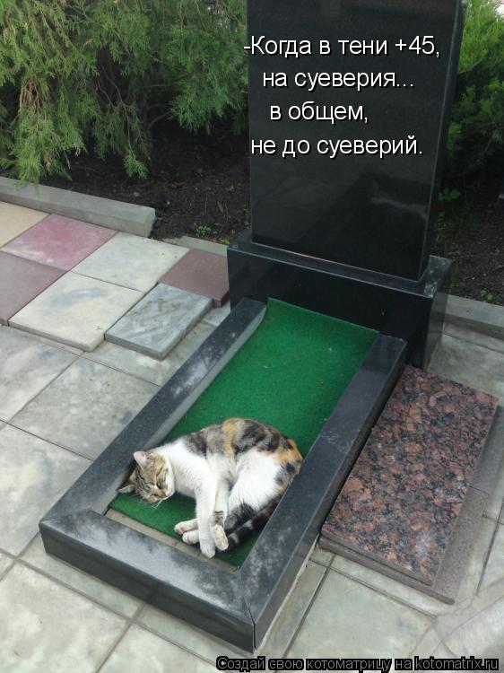 Кот умер: как пережить смерть и похоронить животное