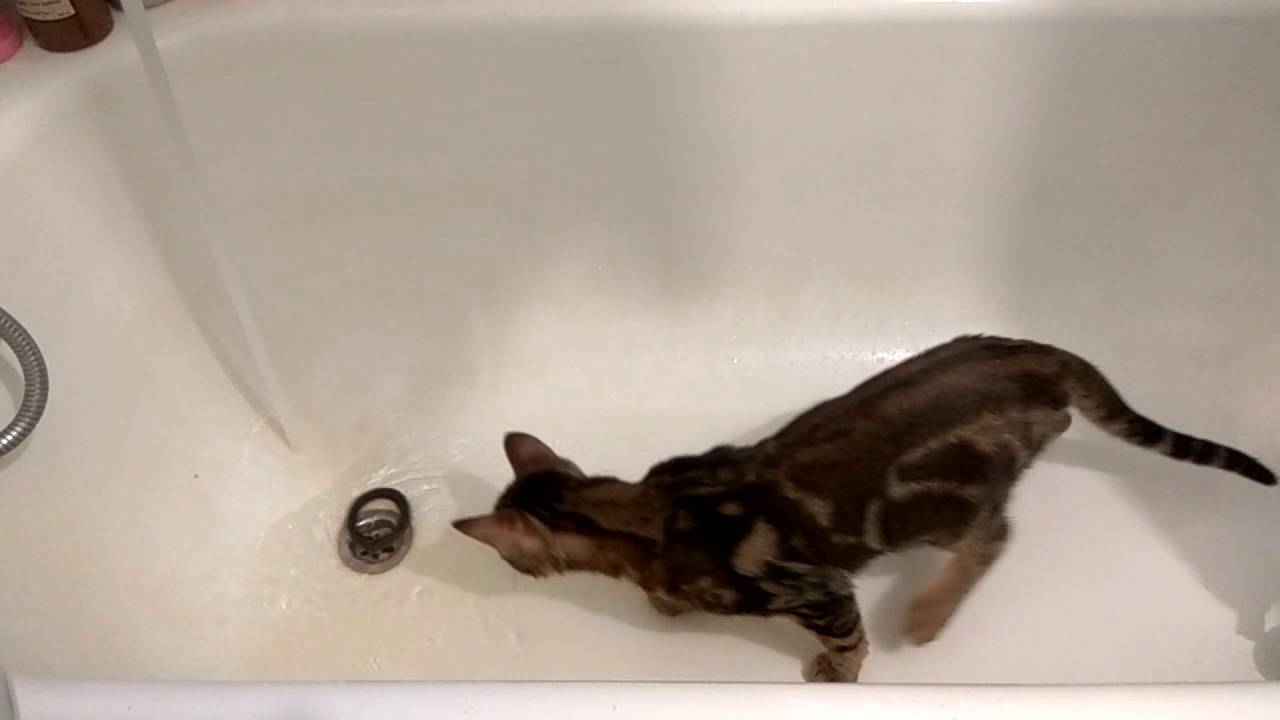 Почему кошки боятся воды: причины страха и способы борьбы — domovod.guru
