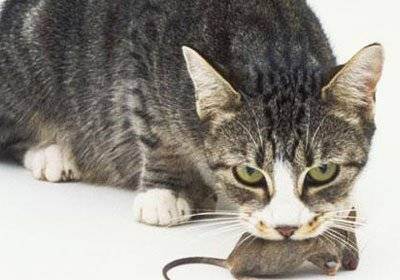 Кошка ест мышей: что делать?