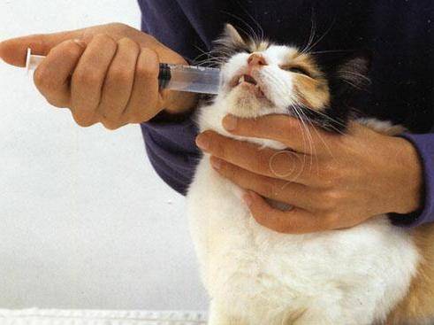 Советы как использовать вазелиновое масло при запорах у кошек или котят