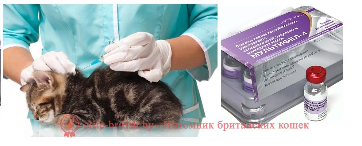 Вакцинация кошек: стоимость прививки для кошек в москве - правила и сроки необходимой вакцинации на дому
