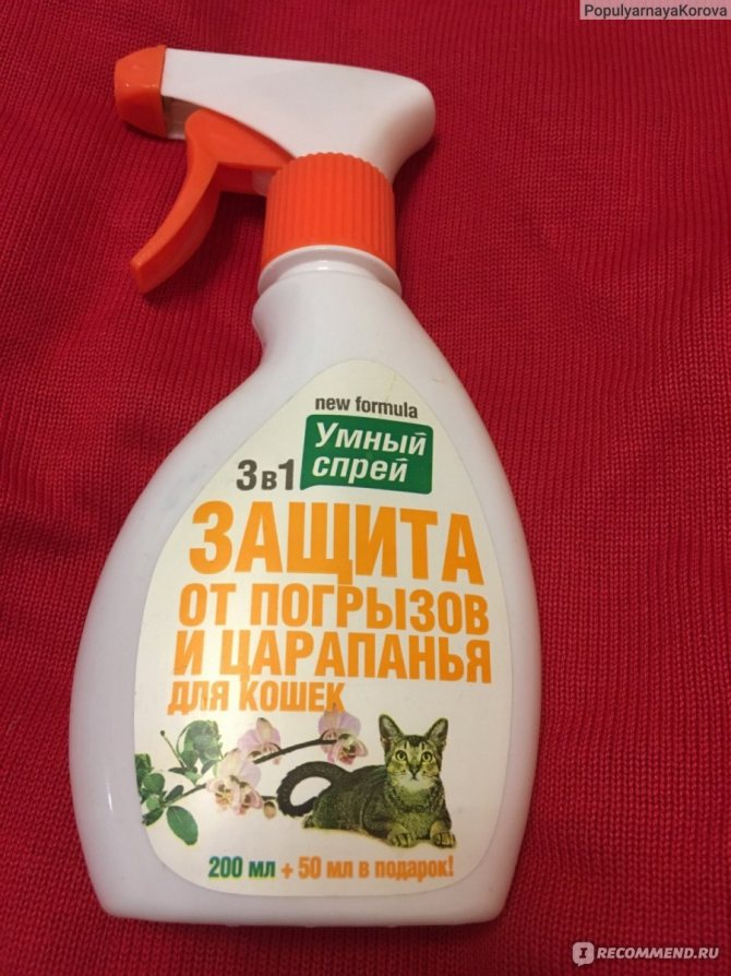 Как отучить кошку драть обои и мебель и что сделать чтобы кот не царапал диван
