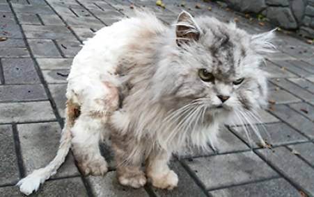 Стрижка котов (41 фото): как подстричь кошкам шерсть под льва? можно ли делать стрижку кошке зимой? за и против гигиенической стрижки