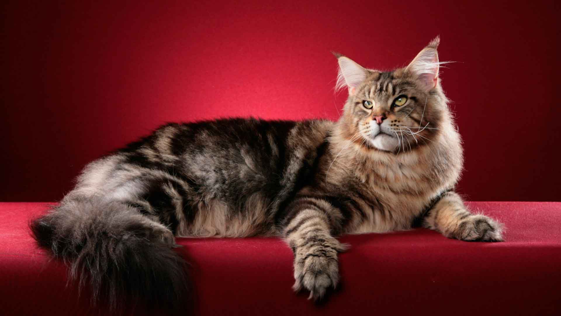 Мейн-кун: описание породы от а до я