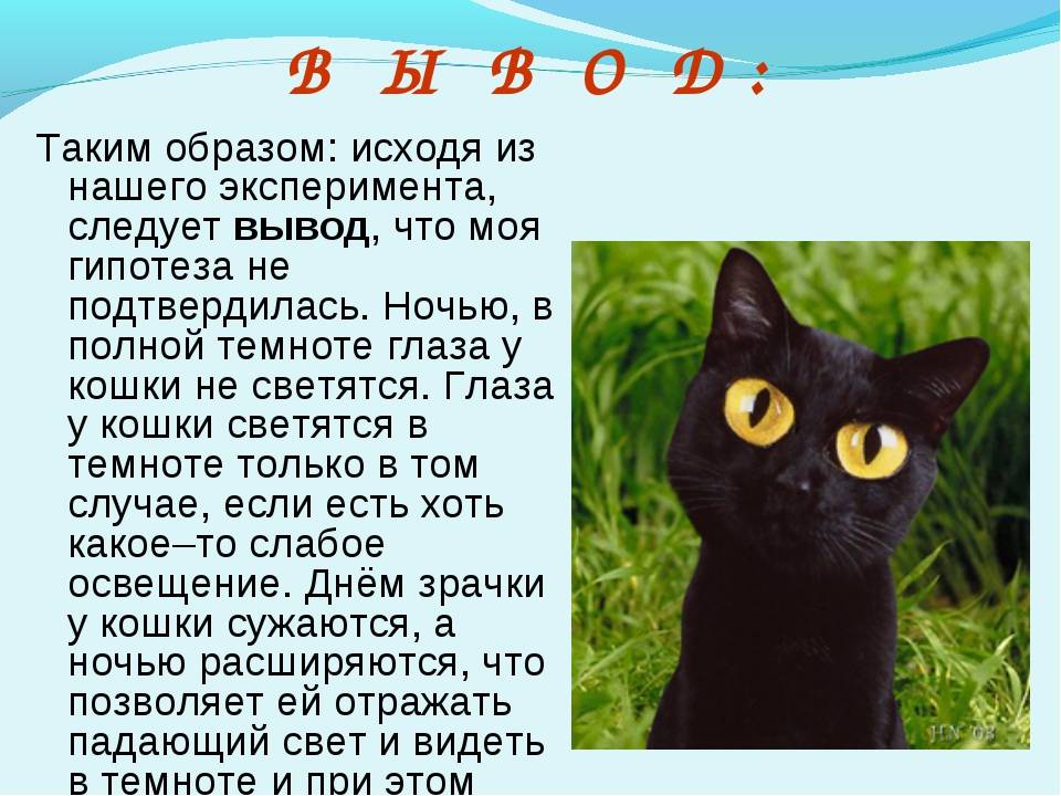 Почему у котов в темноте светятся глаза