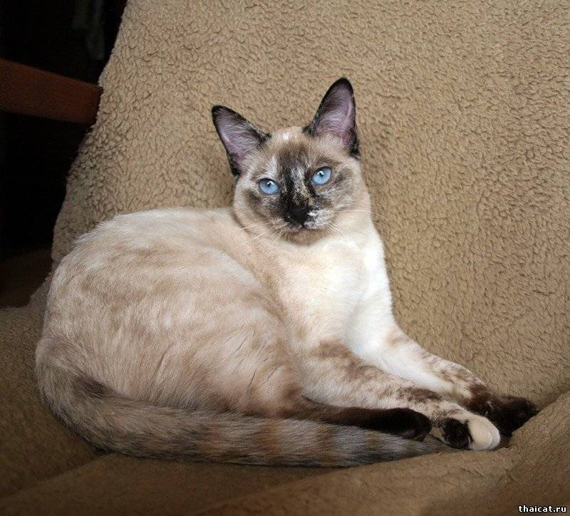 Тайский бобтейл — 130 фото, цена, характер, особенности и описание породистых кошек