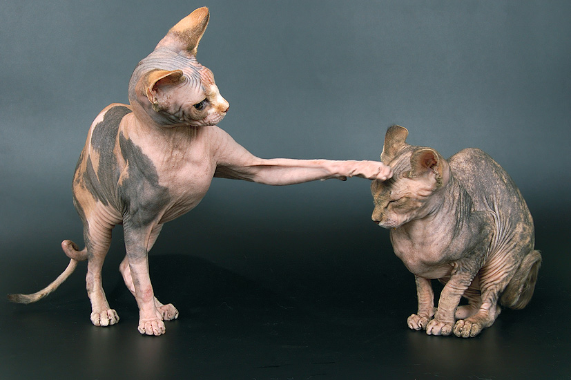 Гипоаллергенные кошки: фото с названием породы и описанием