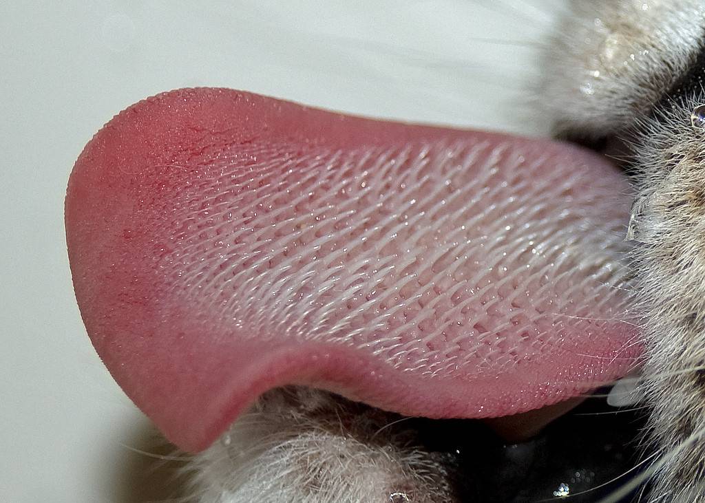 Почему появляются красные пятна на языке у кота?