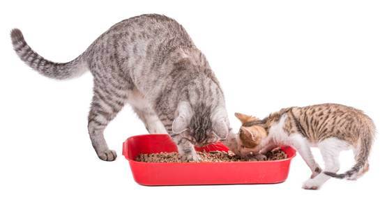 Туалеты-домики для кошек: как выбрать закрытый горшок для кота? особенности углового кошачьего лотка, отзывы владельцев