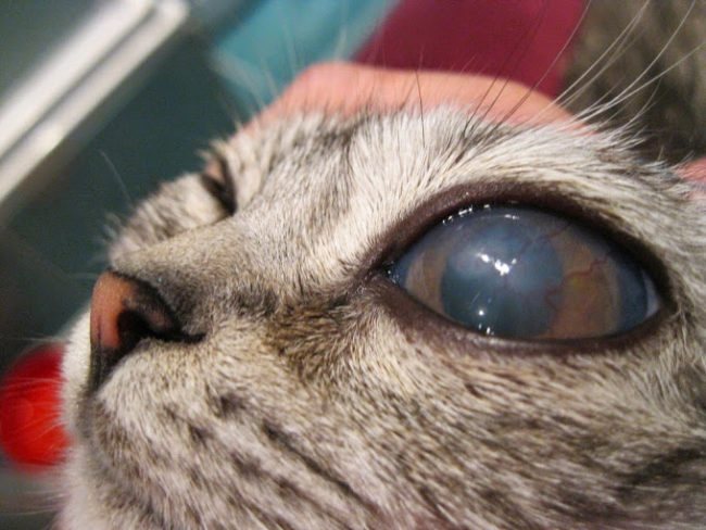 Почему у кота глаза наполовину закрыты пленкой