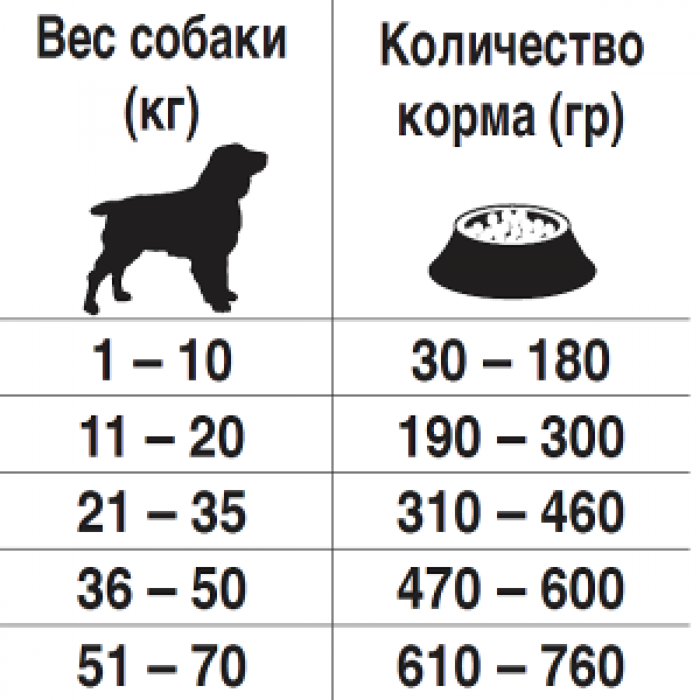 Как часто должна есть взрослая собака и щенок: график кормления разных пород