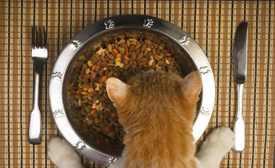 Кошка стала много есть - стоит ли беспокоиться?
