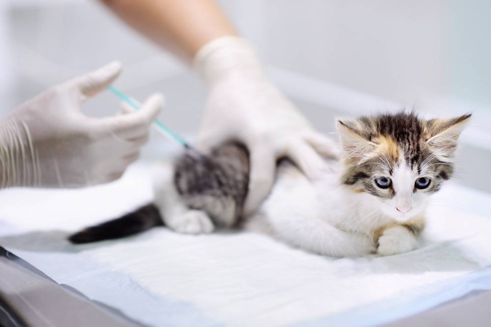 Воспаление кишечника у кошки: подробно о заболевании
