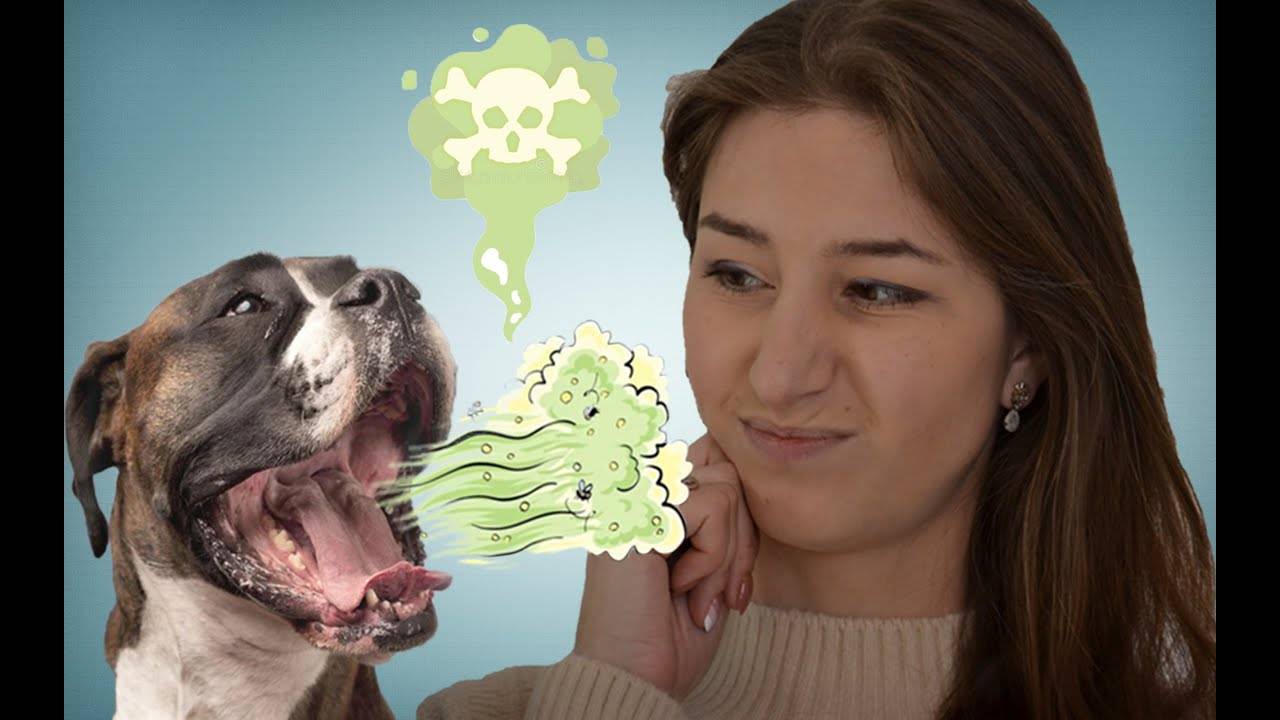 Спасайся, кто поможет: почему у собаки пахнет изо рта?