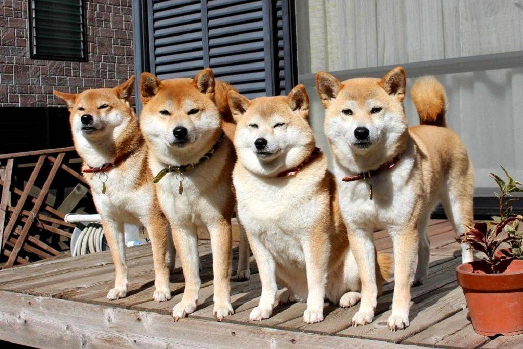 Японский хин – милая и добрая собака для тех, кому нужен хороший друг