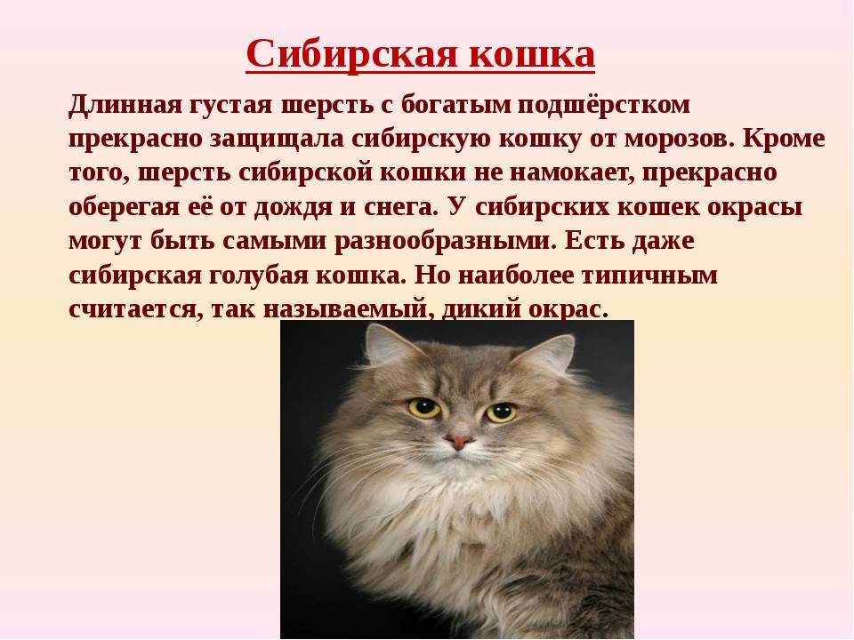 Сибирская кошка: описание породы, фото, окрасы, характер, отзывы, сколько лет живут и чем кормить?